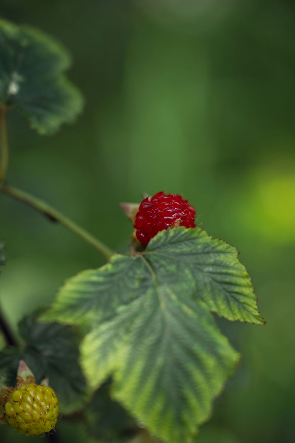 Red Raspberry Bush