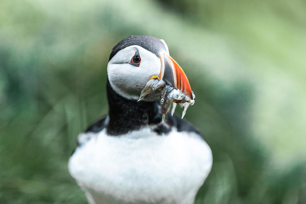 Puffins in Iceland: A Guide to These Adorable Birds