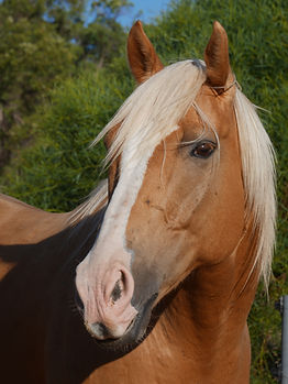 palamino horse