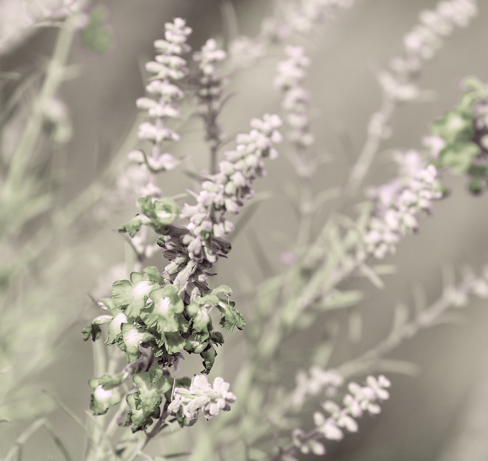 Image by MARIOLA GROBELSKA