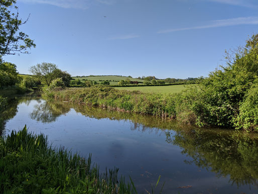 Glade Ecology Great Crested Newt Survey Gloucestershire
