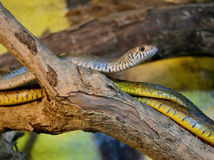 Symbolism of Serpents in Metaphysical Practices
