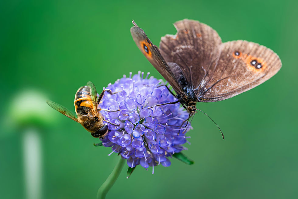 Brown butterfly and bee on a purple flower against a soft green background.