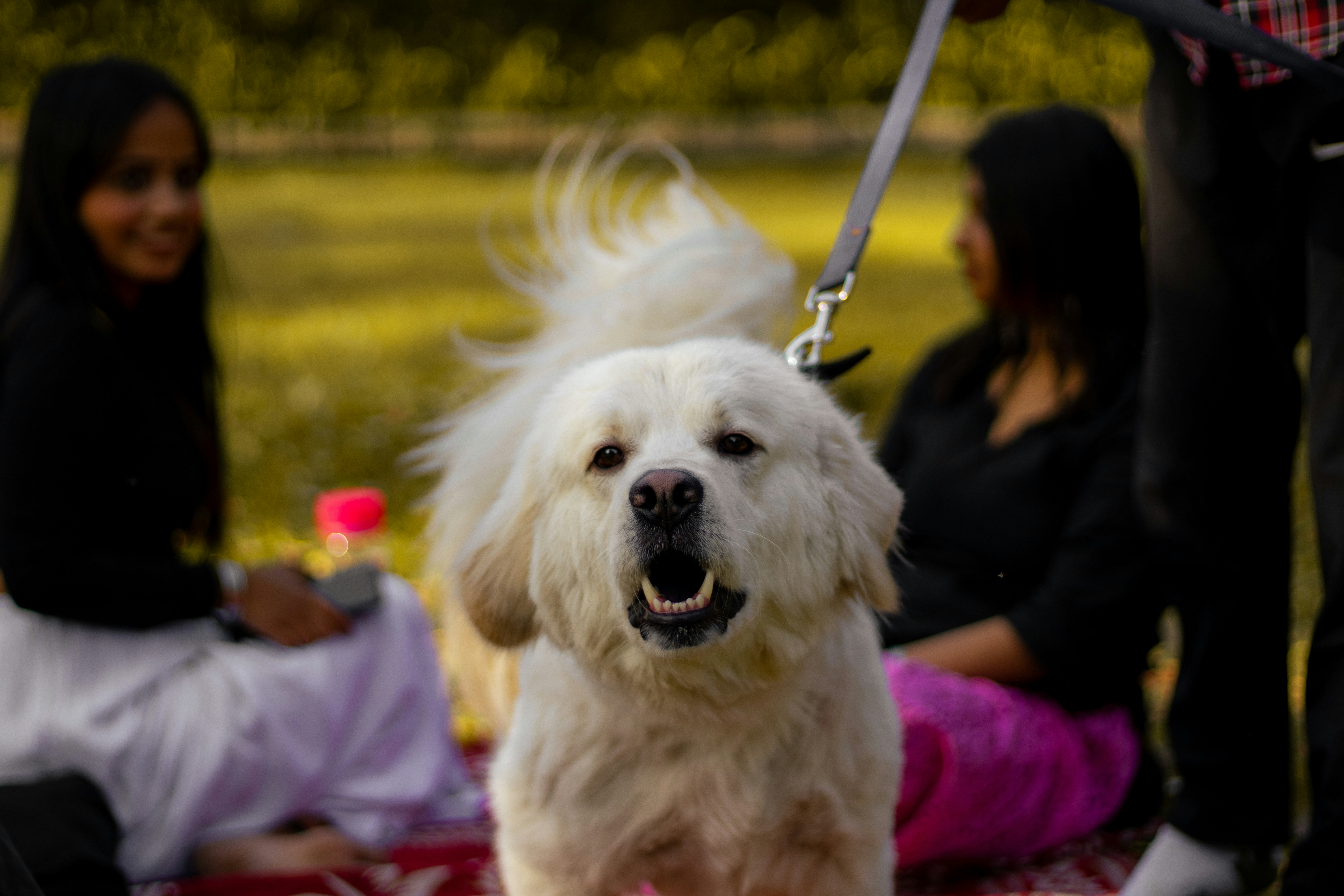 Dog on lead watching camera