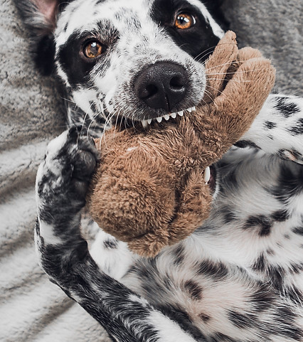 A spotted dog holding his plush Image by Rafael Forseck