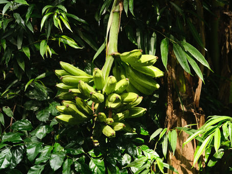 Une agriculture en pleine mutation