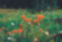 Image by Mohammad Rezaie