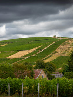 photo de vigne sancerre sancerrois
