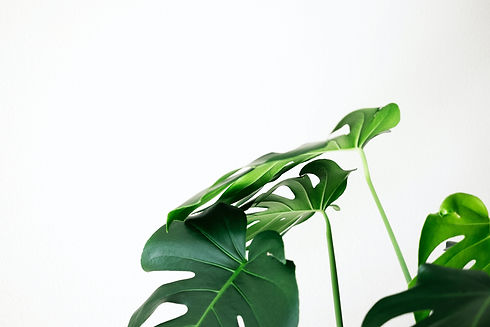Image by Nicolas Solerieu
