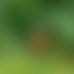 サビアンシンボル魚座25度