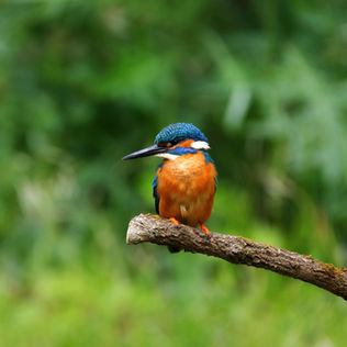 サビアンシンボル魚座25度
