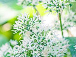 Bärlauch-Blüten-Essig