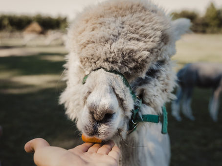 Llama eating from a hand