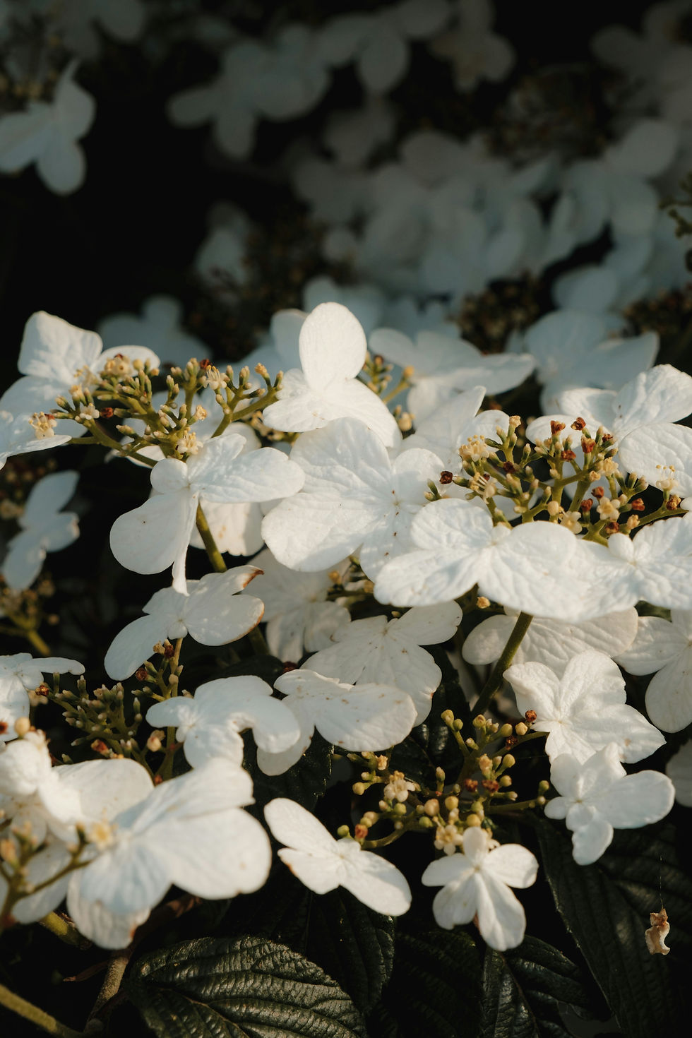 White flowers in bloom