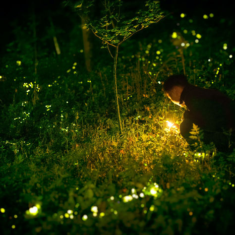 The Fantastic Fireflies