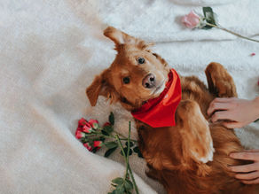 Heart Meridian: The Meridian of Love for Your Fur Baby This Valentine’s Day