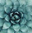Image de succulente symbolisant l'ancrage pour illustrer l'accompagnement de l'anxiété, du stress