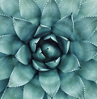 Image de succulente symbolisant l'ancrage pour illustrer l'accompagnement de l'anxiété, du stress