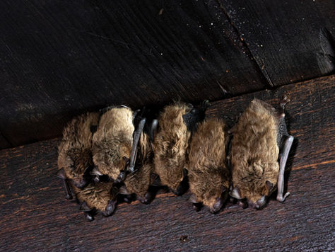 bats upside down