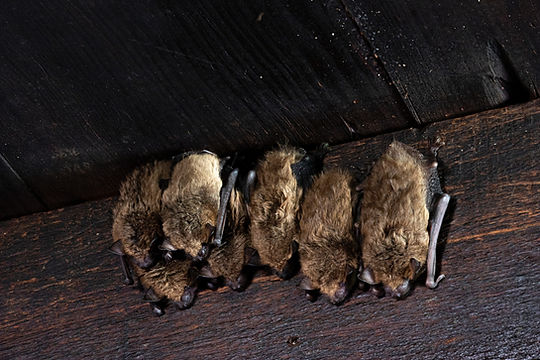 DECATUR CRITTER CONTROL SERVICES