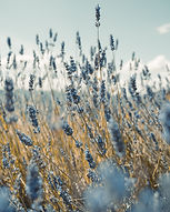 Image by Andrea Zanenga