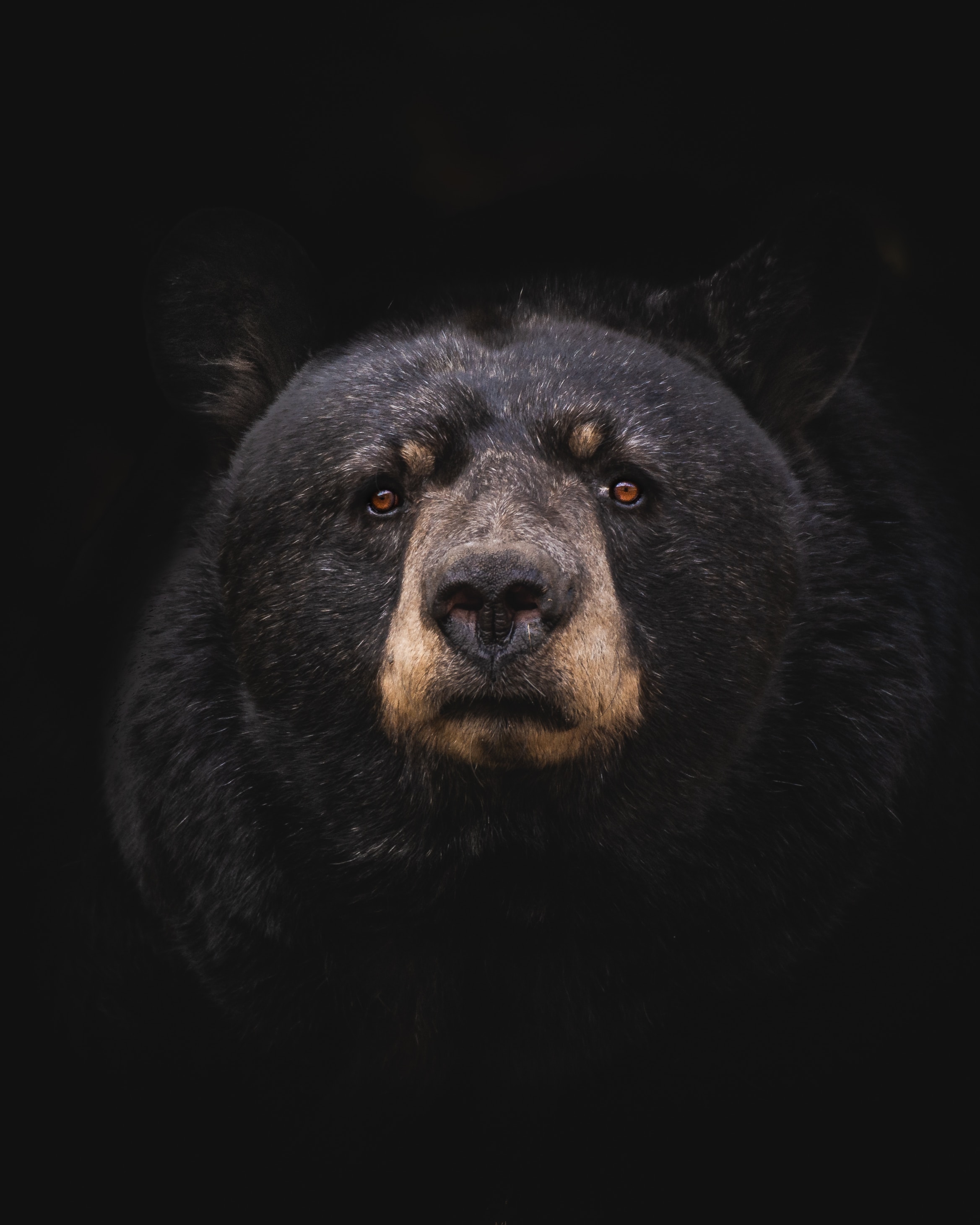Black bear big game hunting packages — Yvon & Sons Bear Hunt – Yvon & Sons Bear Hunt