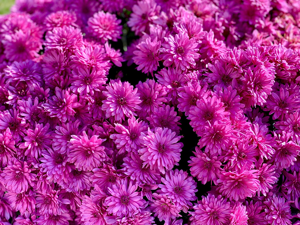 Aster is a natural source of fenchol terpenes