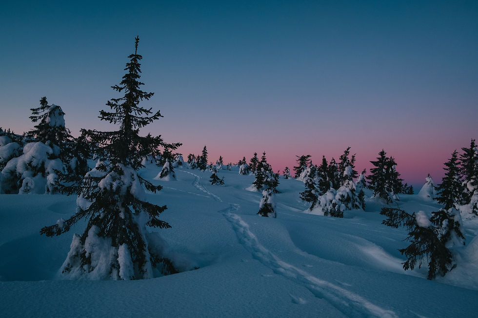 Snow-covered trees under a pink and blue twilight sky, with footprints in the snow. Calm and serene winter landscape.