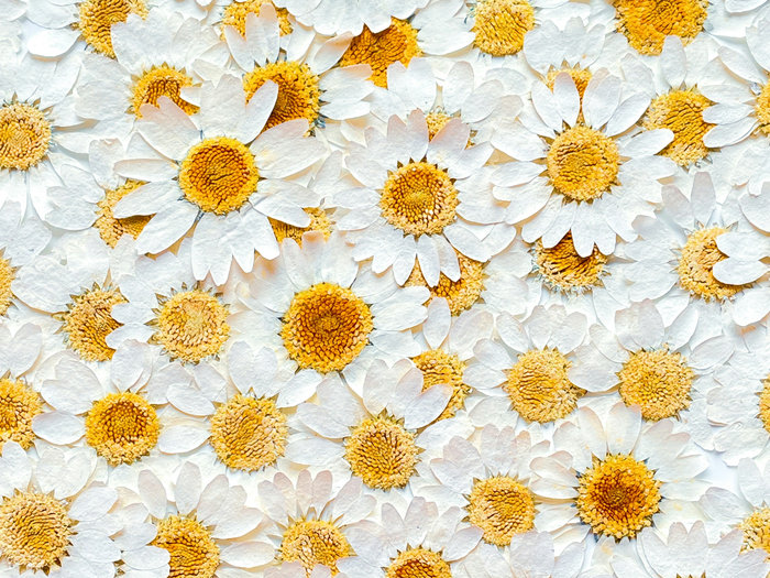 White and yellow daisies filling the frame