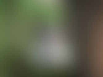 Mon chat a du mal à uriner : que faire ? (urgence fréquente)