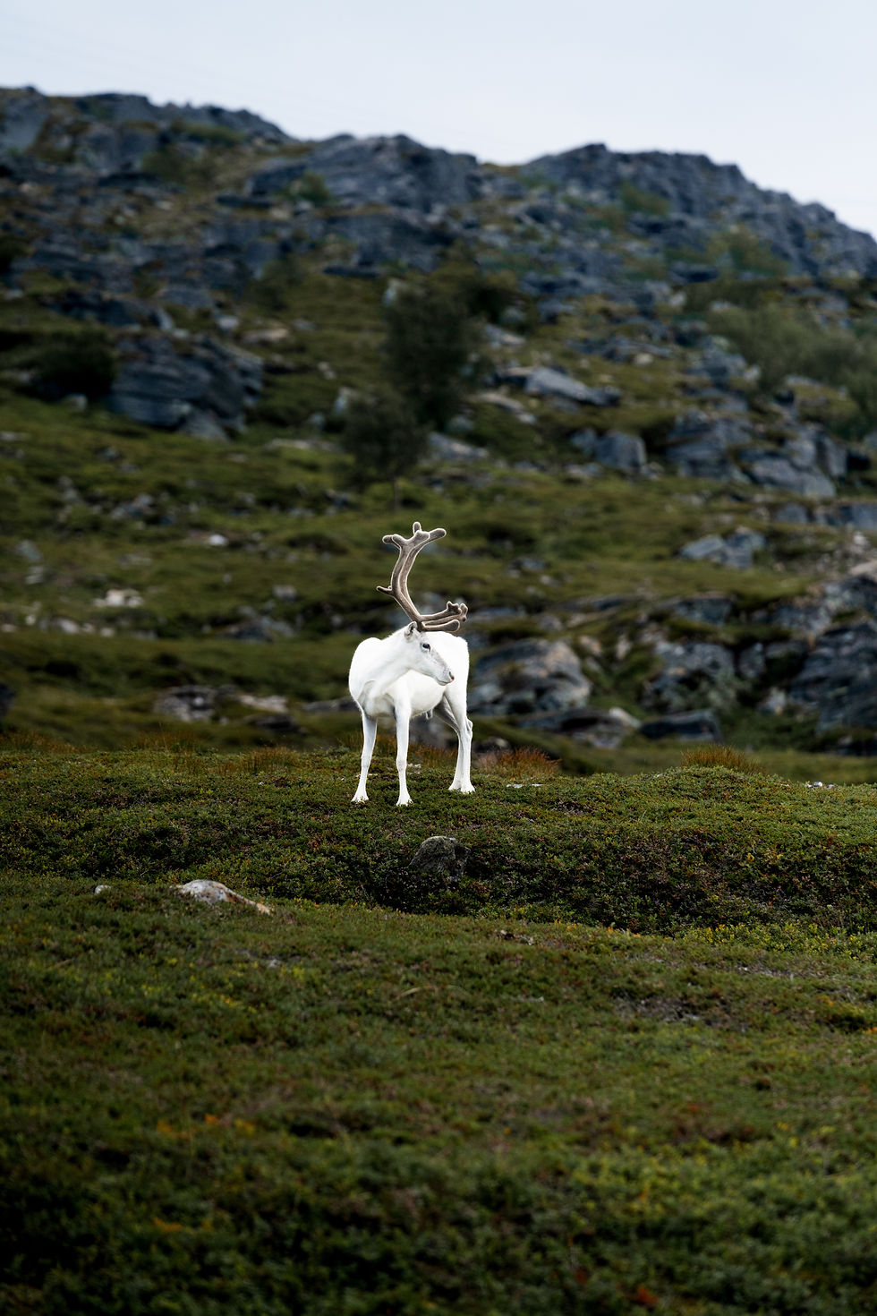 Renne blanc aux bois imposants debout sur une lande verte et rocheuse, face à la montagne.