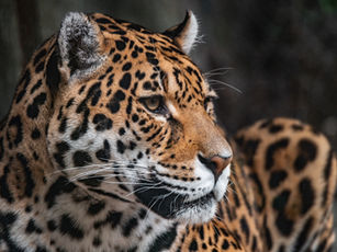 DAY 1 JAGUAR · Jun I'x | Reclaim Your Inner Power