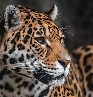 Image by Mike van den Bos