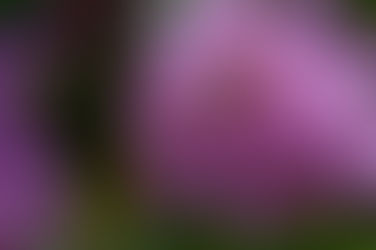 Rhododendron & the Toxic Ambrosia