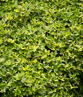 Image by Carlos Felipe Ramírez Mesa