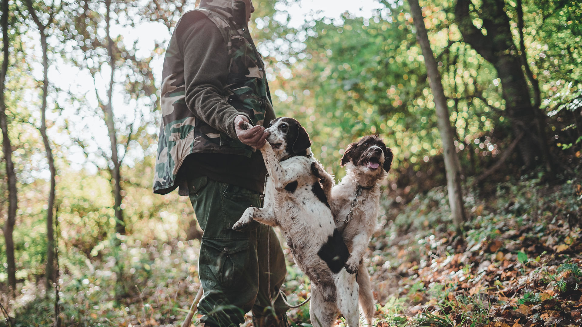Hunting dogs and owner tracking for truffles