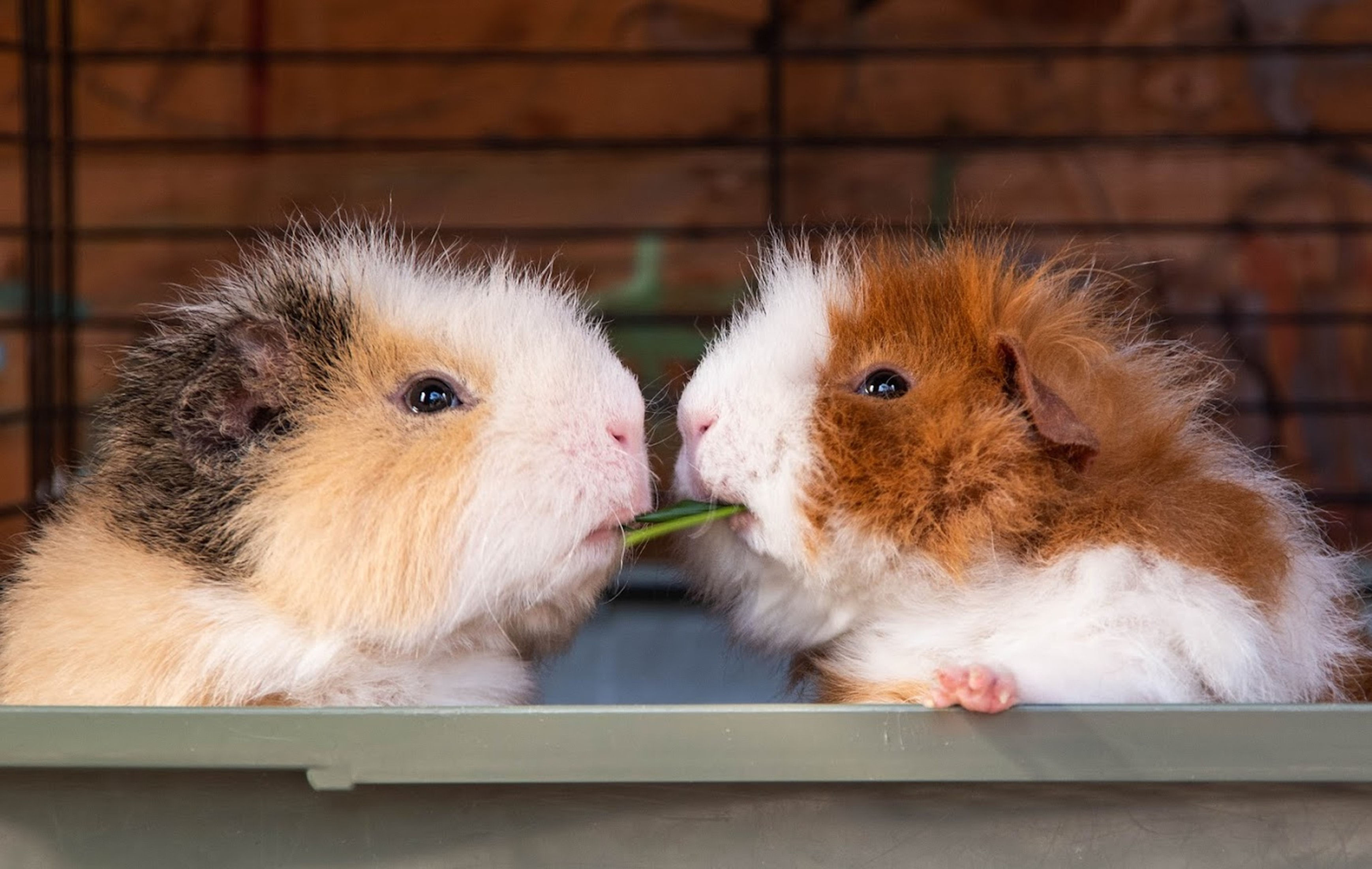 Two guinea pigs sharing a blade of grass