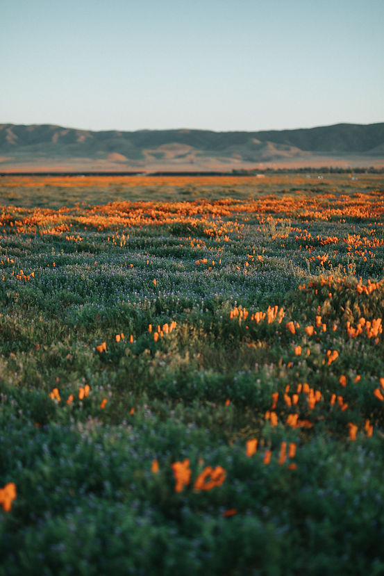 Image by Nathan Dumlao