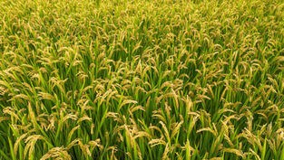 稲作と世界地理