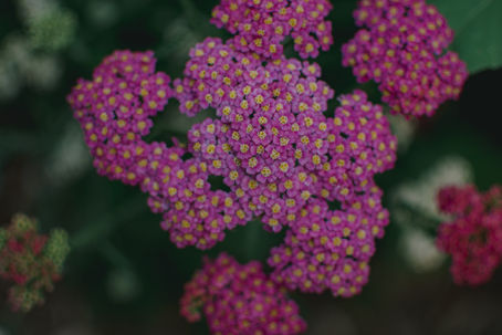 Yarrow (Achillea) Magic & Medicine