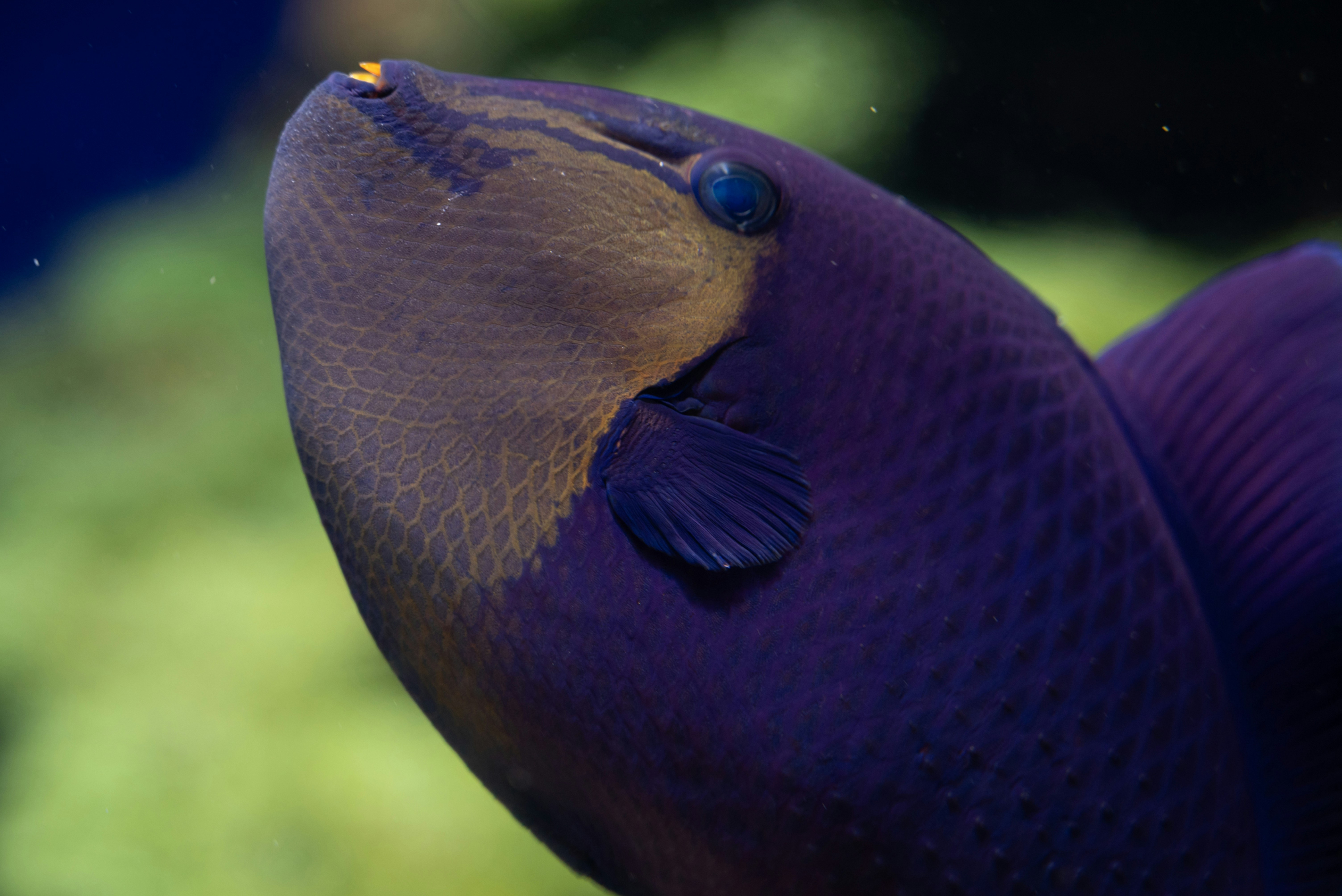 Saltwater Fish