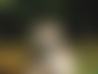 Cachorro Akita Inu de Criadero de Akita Inu colombia