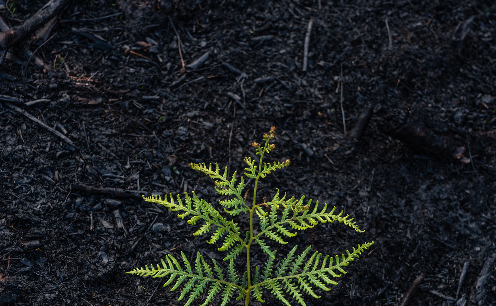 Image by Matt Palmer