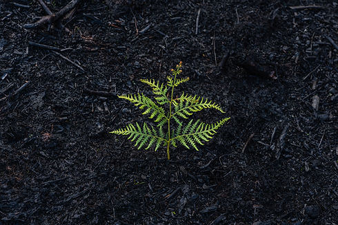 Image by Matt Palmer