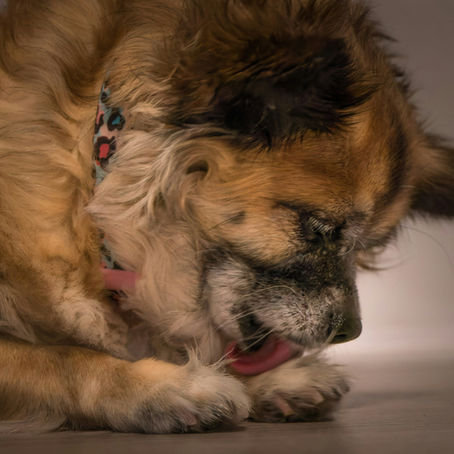 ,,Veterinaras išrašė Royal Canin Anallergenic – ką daryti?“