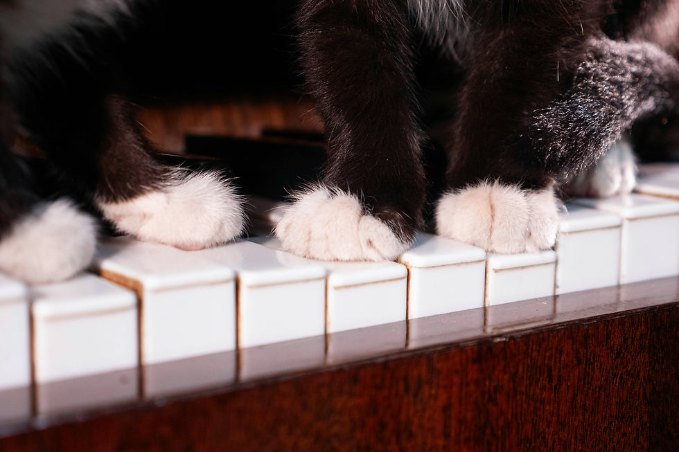 Black and white kitten paws on a piano keyboard.