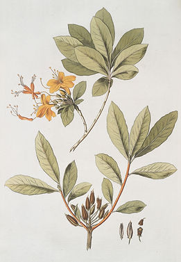Image by The New York Public Library