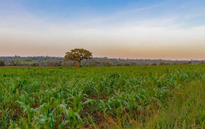 Image by Adams Korir