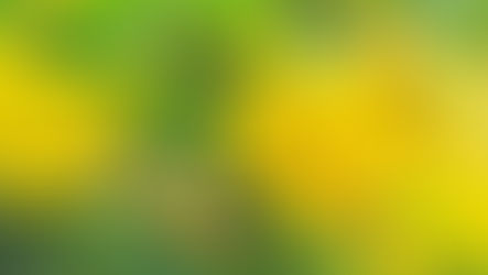 Johanniskraut: Ein umfassender Leitfaden zu diesem natürlichen Heilmittel