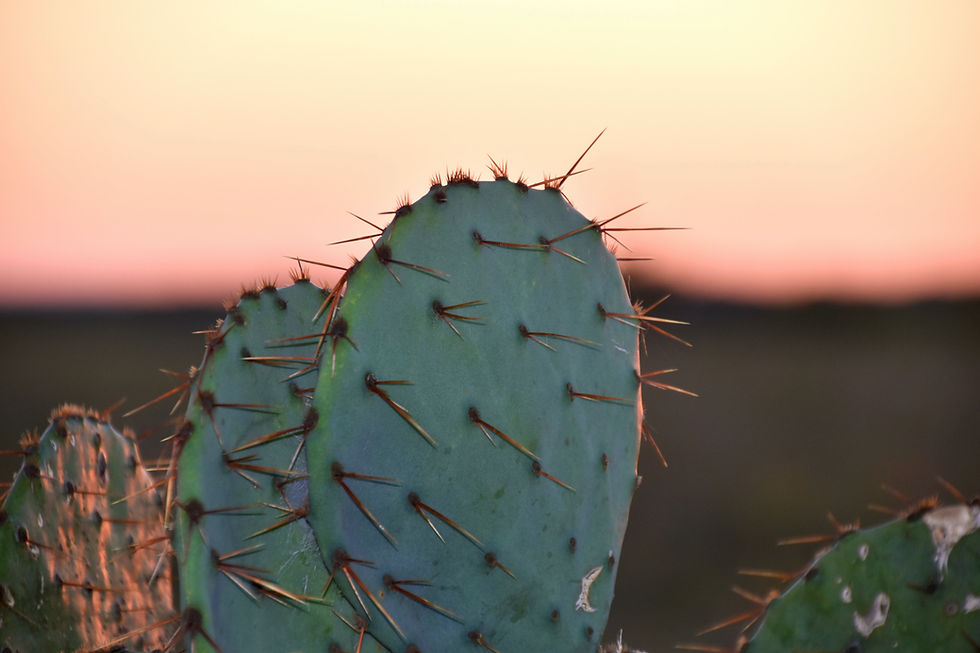 Image by Lesli Whitecotton